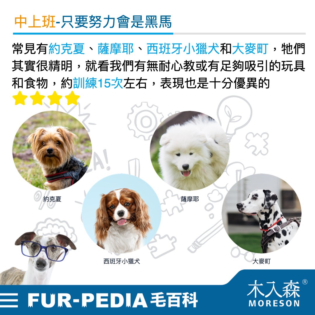 狗狗智商排行榜,3分鐘測驗你家的狗狗算是聰明嗎? 狗狗智商排行榜,3分鐘測驗你家的狗狗算是聰明嗎?