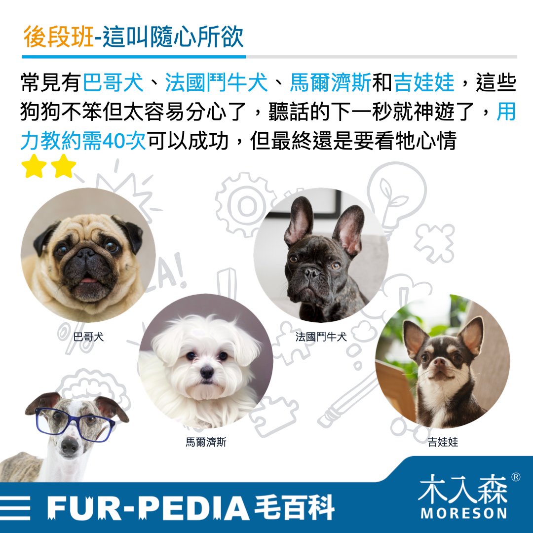 狗狗智商排行榜,3分鐘測驗你家的狗狗算是聰明嗎? 狗狗智商排行榜,3分鐘測驗你家的狗狗算是聰明嗎?