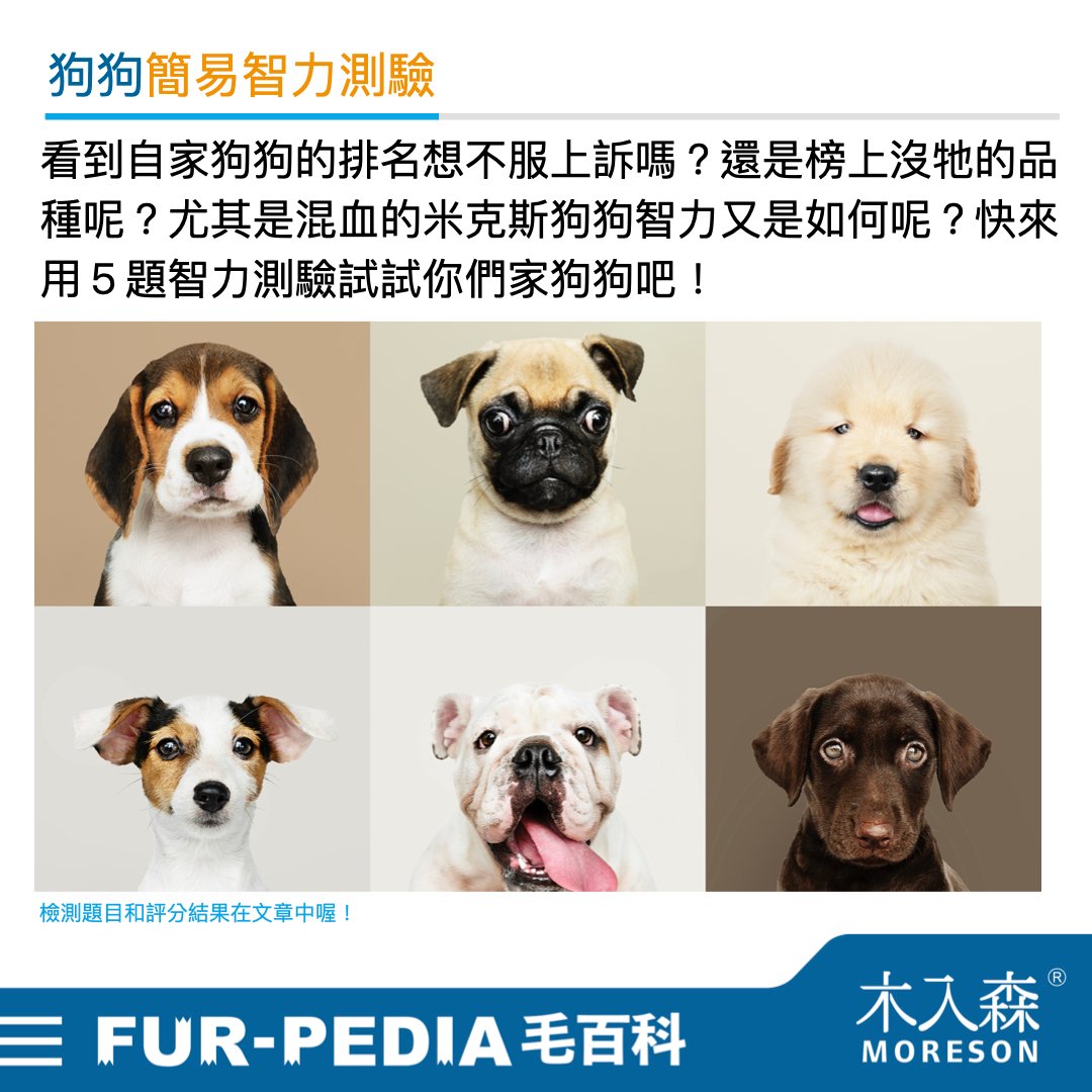 狗狗智商排行榜,3分鐘測驗你家的狗狗算是聰明嗎? 狗狗智商排行榜,3分鐘測驗你家的狗狗算是聰明嗎?