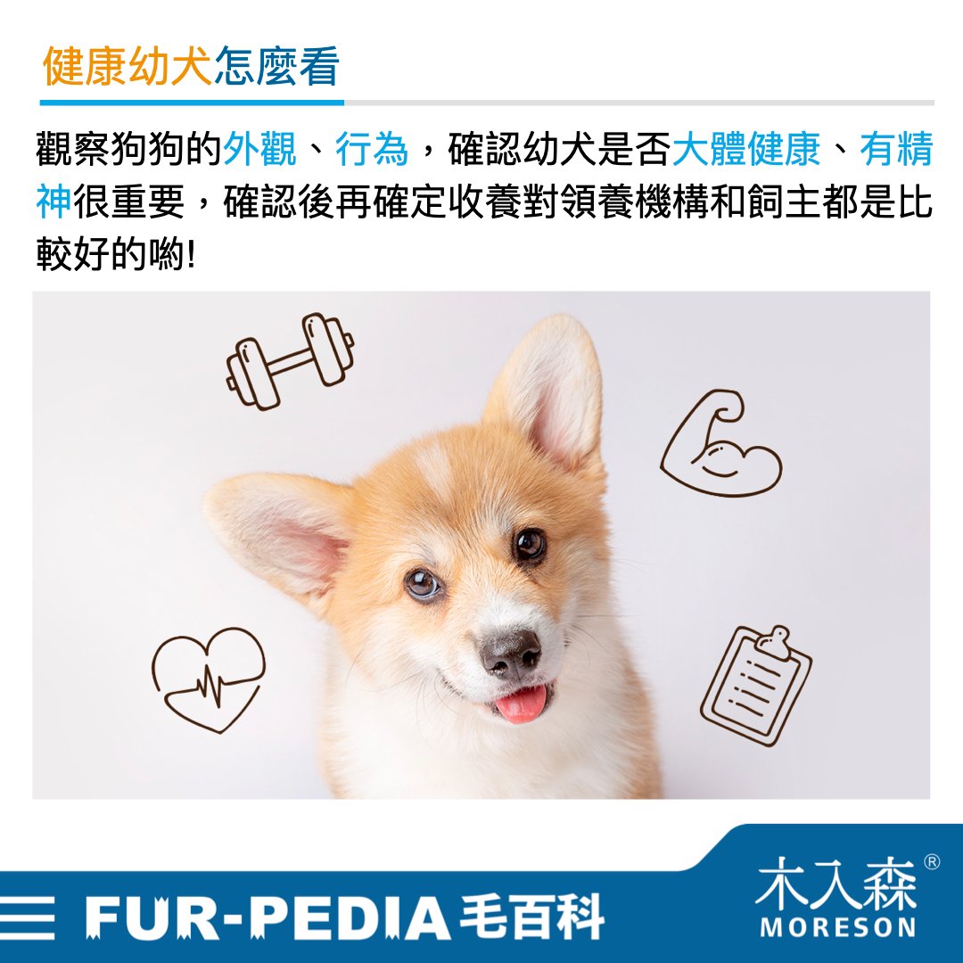 新手大戰幼犬!小狗怎麼養才對?! 新手大戰幼犬!小狗怎麼養才對?!