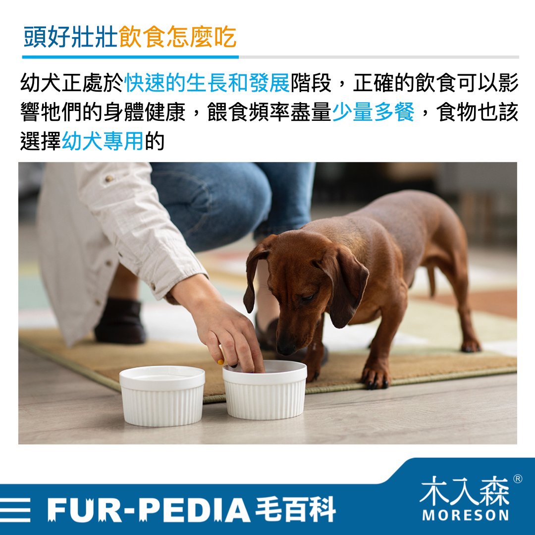 新手大戰幼犬!小狗怎麼養才對?! 新手大戰幼犬!小狗怎麼養才對?!