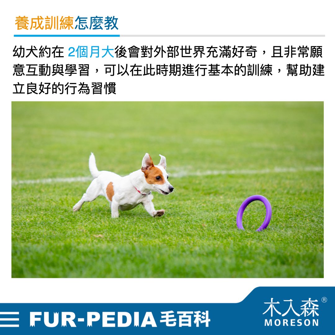 新手大戰幼犬!小狗怎麼養才對?! 新手大戰幼犬!小狗怎麼養才對?!