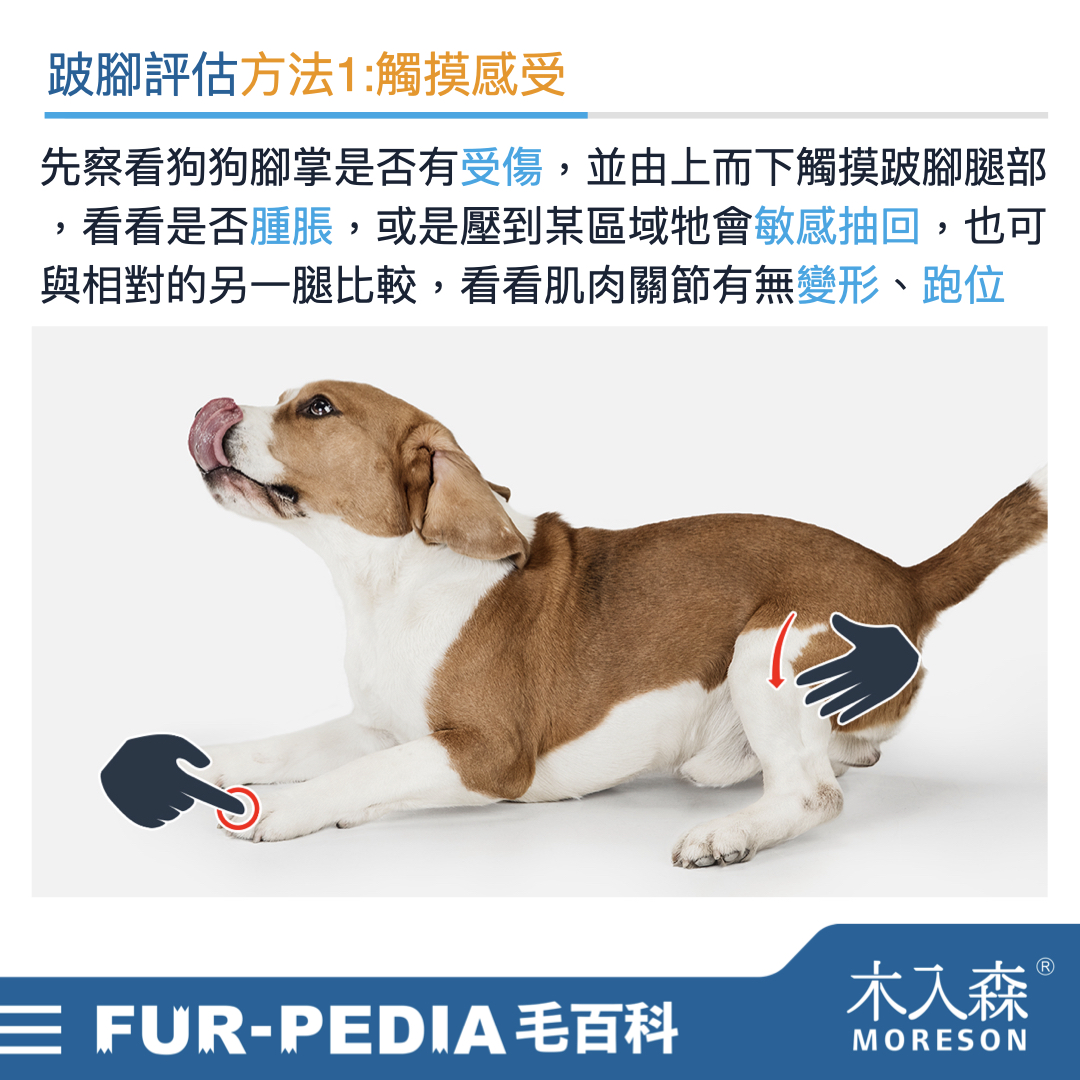 狗狗跛腳會自己好嗎?時好時壞怎麼辦? 狗狗跛腳會自己好嗎?時好時壞怎麼辦?