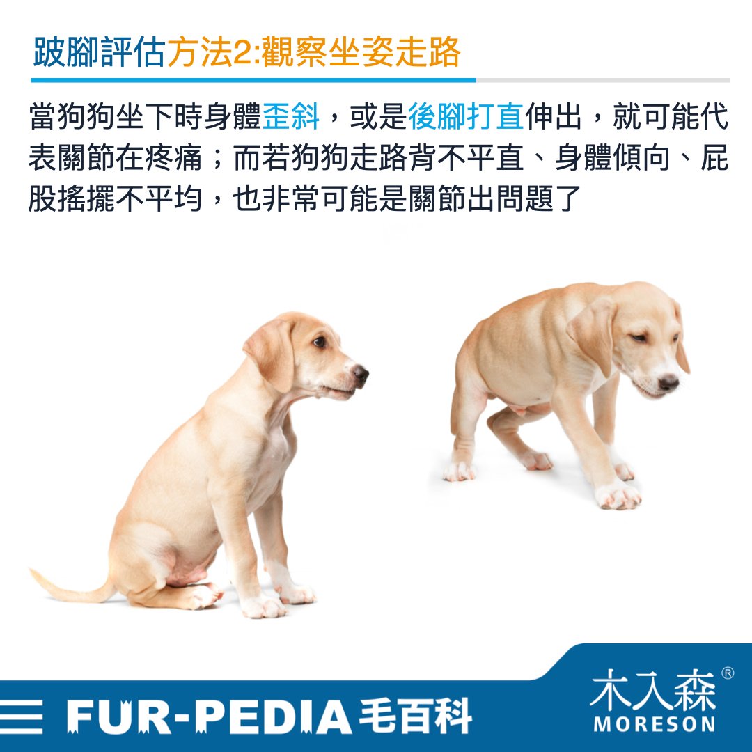 狗狗跛腳會自己好嗎？時好時壞怎麼辦？