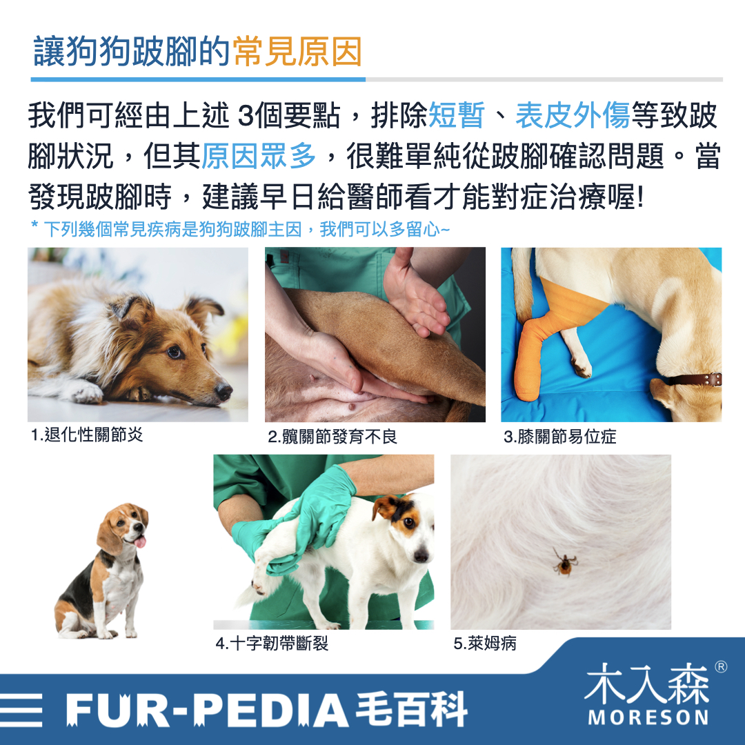 狗狗跛腳會自己好嗎?時好時壞怎麼辦? 狗狗跛腳會自己好嗎?時好時壞怎麼辦?