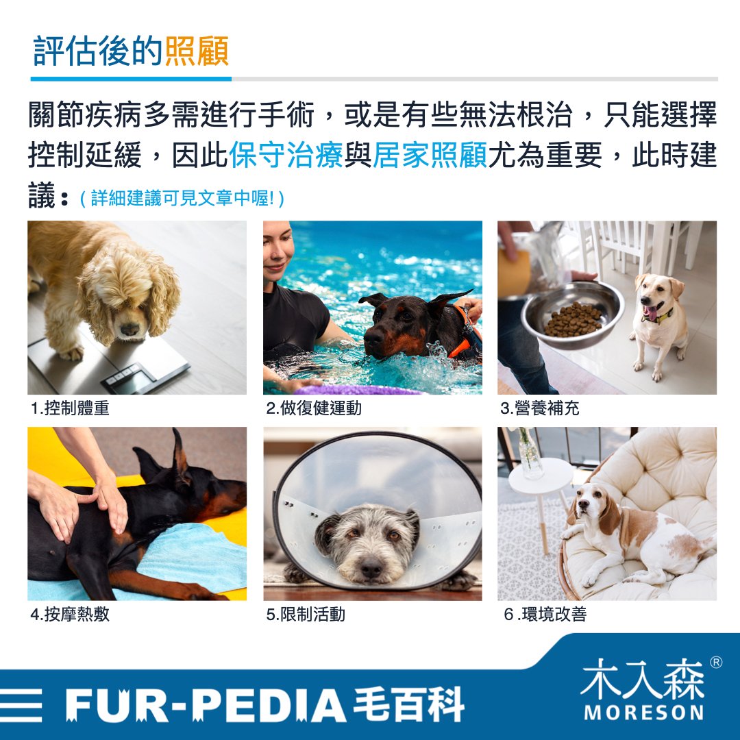 狗狗跛腳會自己好嗎？時好時壞怎麼辦？