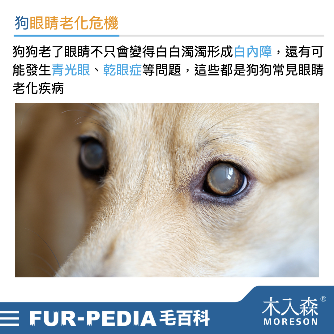 發現貓咪尿不出來?用這「5」個步驟判斷原因、症狀、預防復發方法。 發現貓咪尿不出來?用這「5」個步驟判斷原因、症狀、預防復發方法。