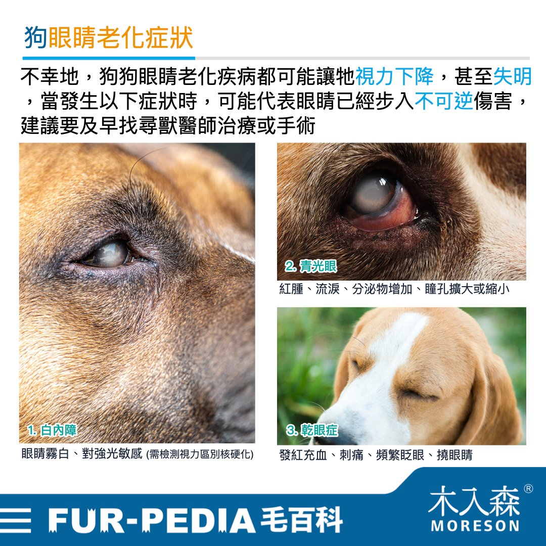 發現貓咪尿不出來?用這「5」個步驟判斷原因、症狀、預防復發方法。 發現貓咪尿不出來?用這「5」個步驟判斷原因、症狀、預防復發方法。