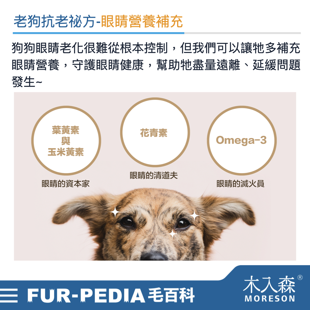 發現貓咪尿不出來?用這「5」個步驟判斷原因、症狀、預防復發方法。 發現貓咪尿不出來?用這「5」個步驟判斷原因、症狀、預防復發方法。