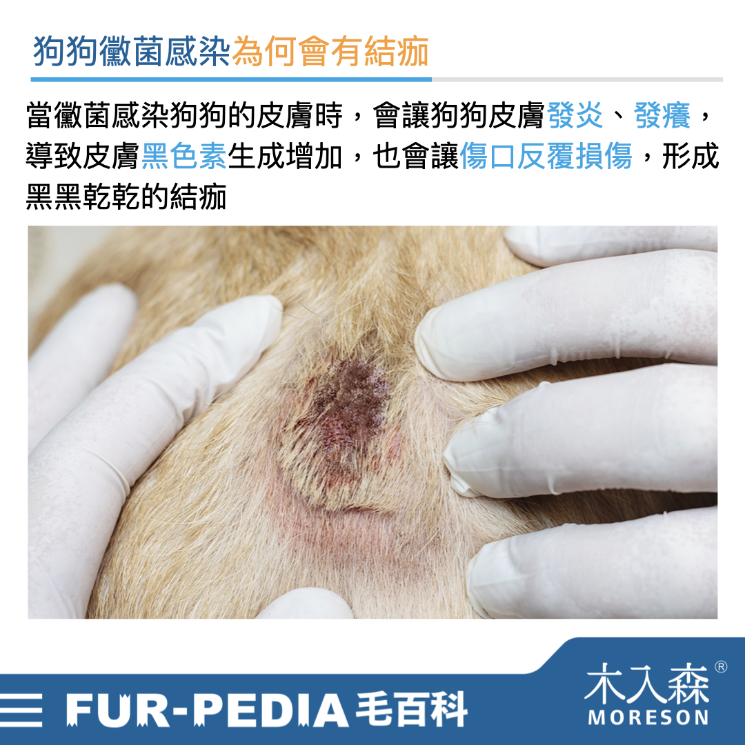 別小看狗狗皮膚黑色結痂,這其實是皮膚病! 別小看狗狗皮膚黑色結痂,這其實是皮膚病!