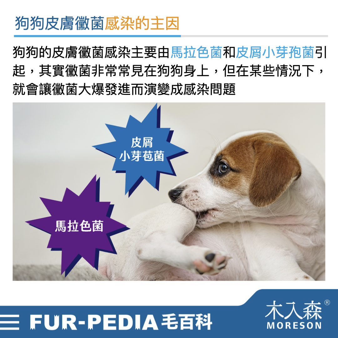 別小看狗狗皮膚黑色結痂，這其實是皮膚病！