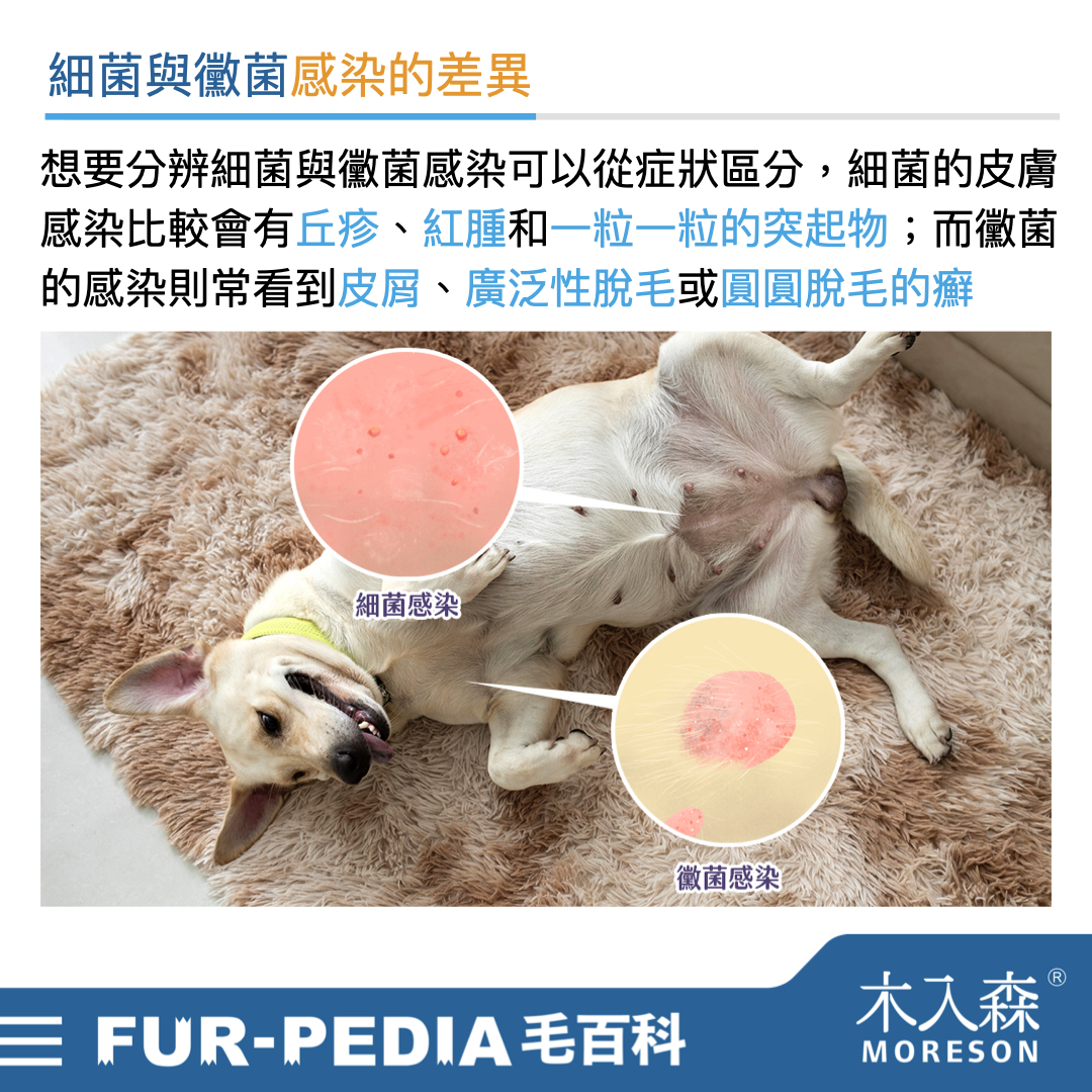 別小看狗狗皮膚黑色結痂,這其實是皮膚病! 別小看狗狗皮膚黑色結痂,這其實是皮膚病!