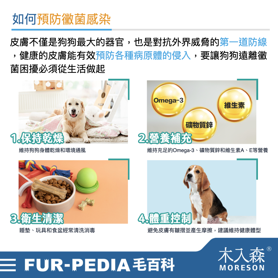 別小看狗狗皮膚黑色結痂,這其實是皮膚病! 別小看狗狗皮膚黑色結痂,這其實是皮膚病!