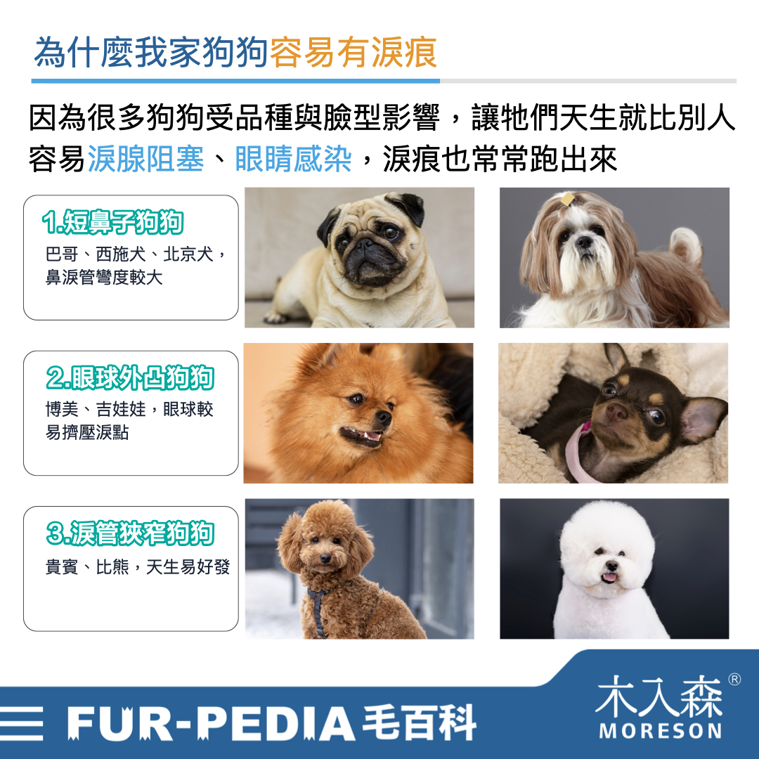 狗狗淚痕完全打擊!推薦給飼主的4招清潔、改善方法 狗狗淚痕完全打擊!推薦給飼主的4招清潔、改善方法