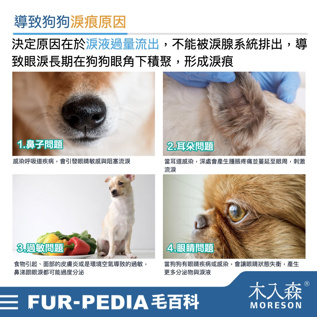 狗狗淚痕完全打擊！推薦給飼主的4招清潔、改善方法