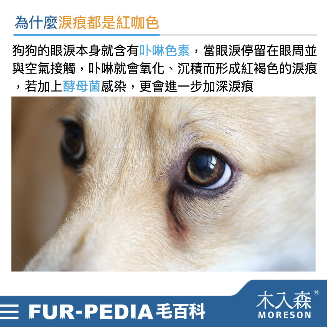 狗狗淚痕完全打擊!推薦給飼主的4招清潔、改善方法 狗狗淚痕完全打擊!推薦給飼主的4招清潔、改善方法
