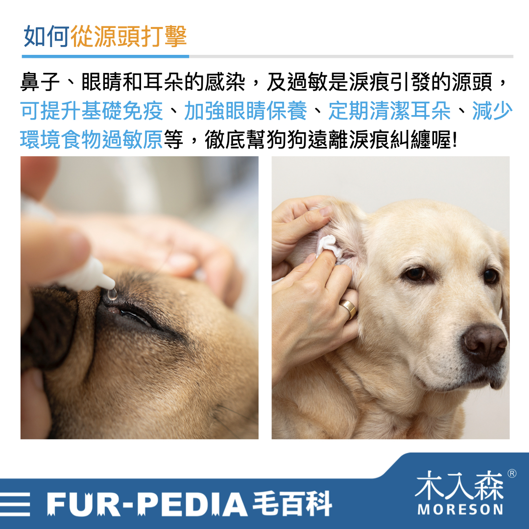 狗狗淚痕完全打擊!推薦給飼主的4招清潔、改善方法 狗狗淚痕完全打擊!推薦給飼主的4招清潔、改善方法