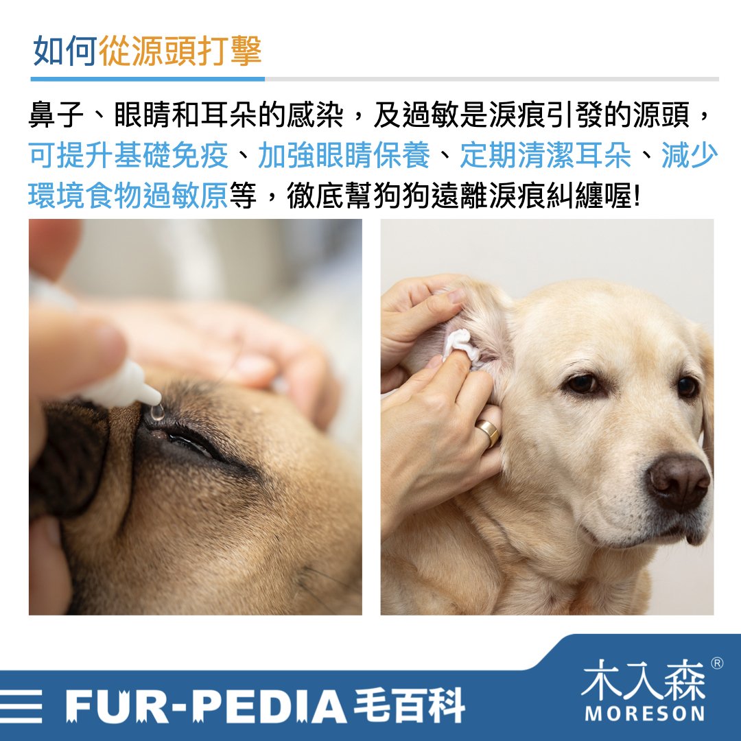 狗狗淚痕完全打擊！推薦給飼主的4招清潔、改善方法