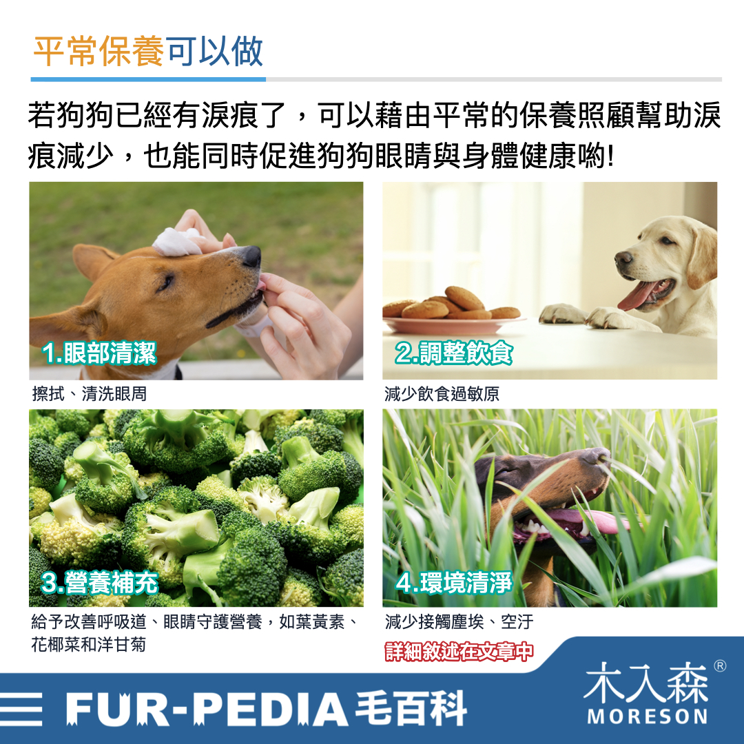 狗狗淚痕完全打擊!推薦給飼主的4招清潔、改善方法 狗狗淚痕完全打擊!推薦給飼主的4招清潔、改善方法