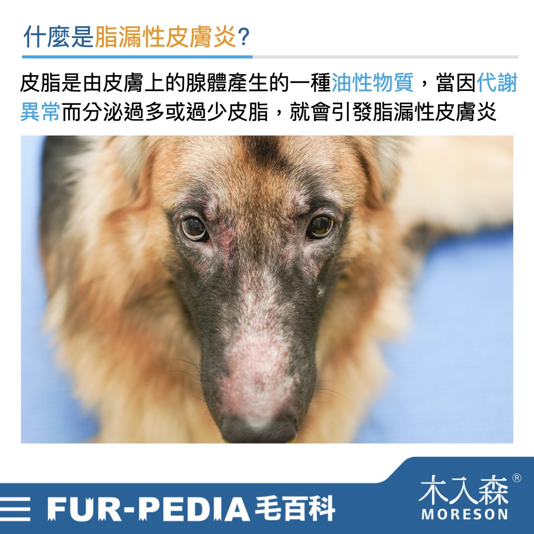 狗狗皮膚又油又臭嗎?了解「脂漏性皮膚炎」保持皮膚毛髮健康 狗狗皮膚又油又臭嗎?了解「脂漏性皮膚炎」保持皮膚毛髮健康