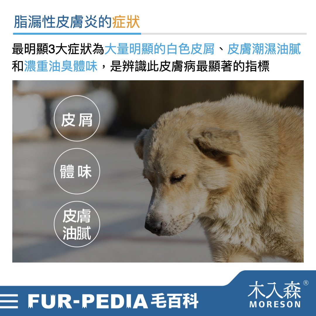 狗狗皮膚又油又臭嗎?了解「脂漏性皮膚炎」保持皮膚毛髮健康 狗狗皮膚又油又臭嗎?了解「脂漏性皮膚炎」保持皮膚毛髮健康