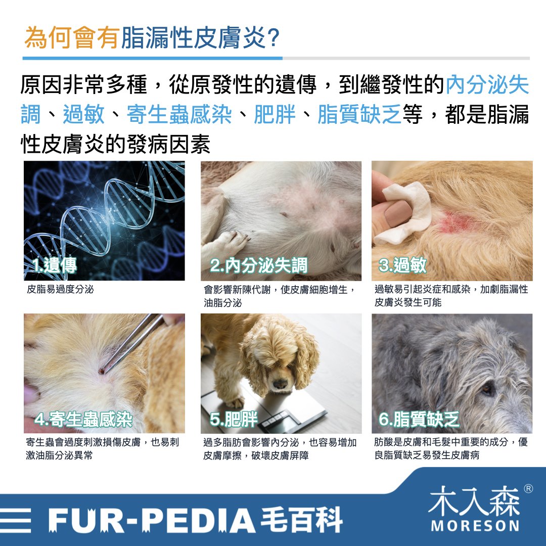 狗狗皮膚又油又臭嗎?了解「脂漏性皮膚炎」保持皮膚毛髮健康 狗狗皮膚又油又臭嗎?了解「脂漏性皮膚炎」保持皮膚毛髮健康