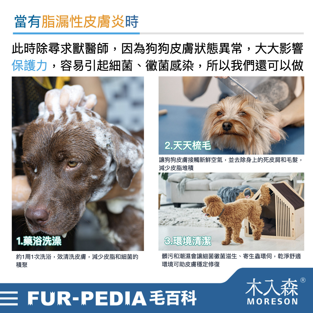 狗狗皮膚又油又臭嗎?了解「脂漏性皮膚炎」保持皮膚毛髮健康 狗狗皮膚又油又臭嗎?了解「脂漏性皮膚炎」保持皮膚毛髮健康