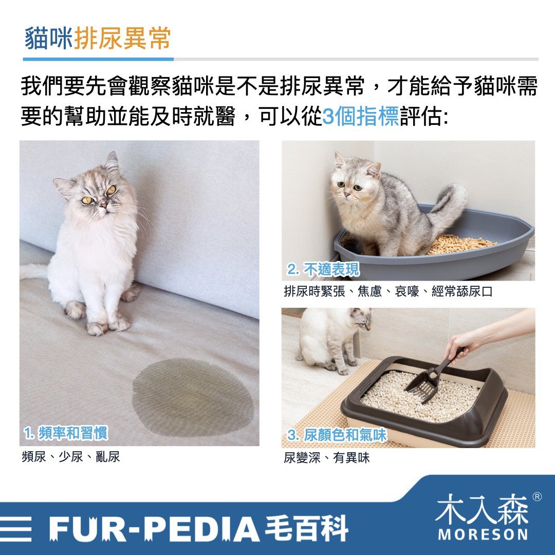 發現貓咪尿不出來?用這「5」個步驟判斷原因、症狀、預防復發方法。 發現貓咪尿不出來?用這「5」個步驟判斷原因、症狀、預防復發方法。