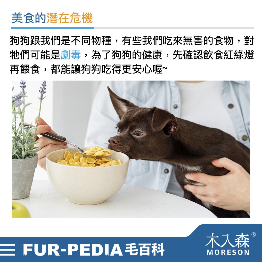 狗狗能吃什麼？不能吃什麼？常見的37種食物大公開！