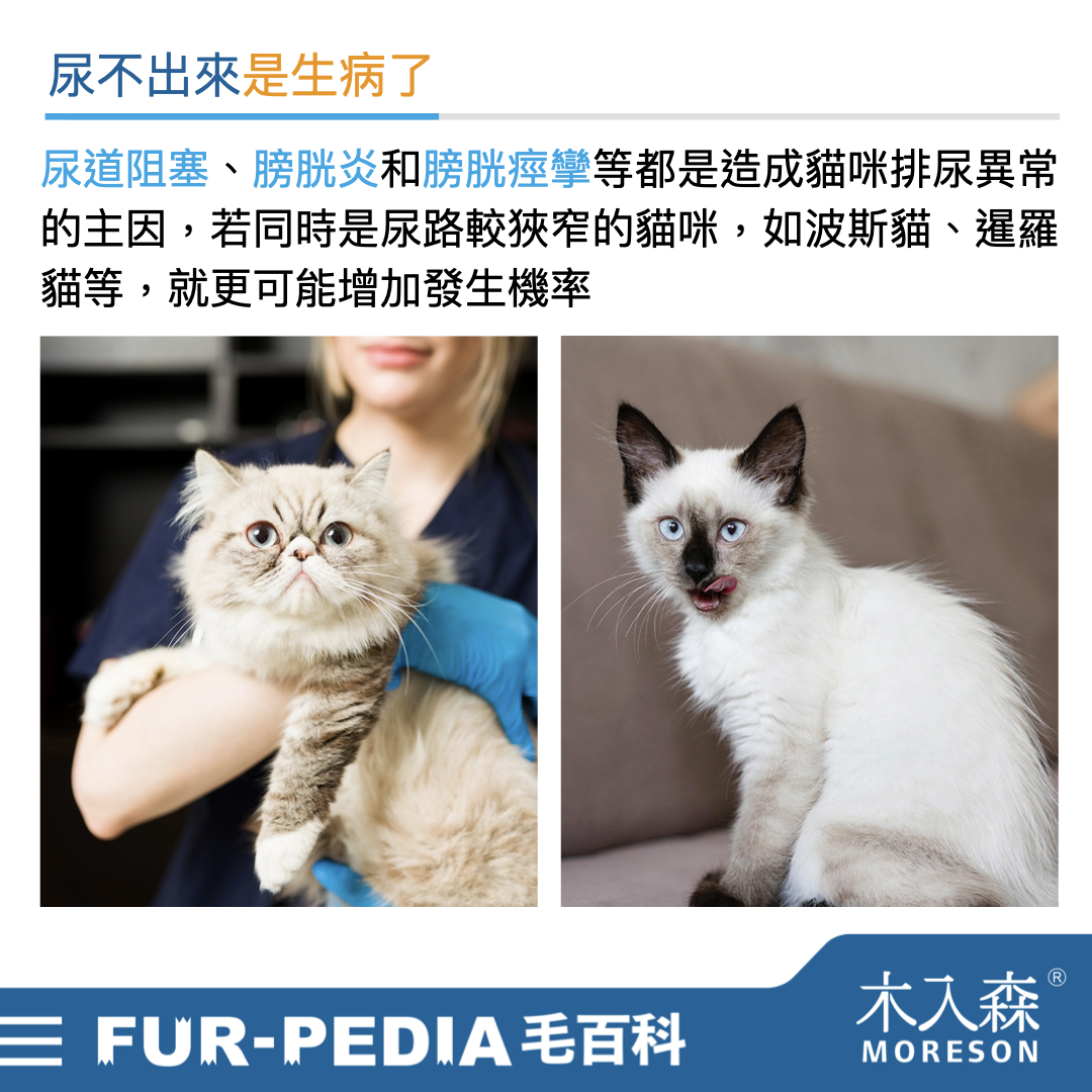 發現貓咪尿不出來?用這「5」個步驟判斷原因、症狀、預防復發方法。 發現貓咪尿不出來?用這「5」個步驟判斷原因、症狀、預防復發方法。