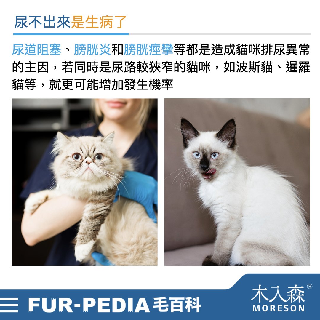 發現貓咪尿不出來?用這「5」個步驟判斷原因、症狀、預防復發方法。 發現貓咪尿不出來?用這「5」個步驟判斷原因、症狀、預防復發方法。