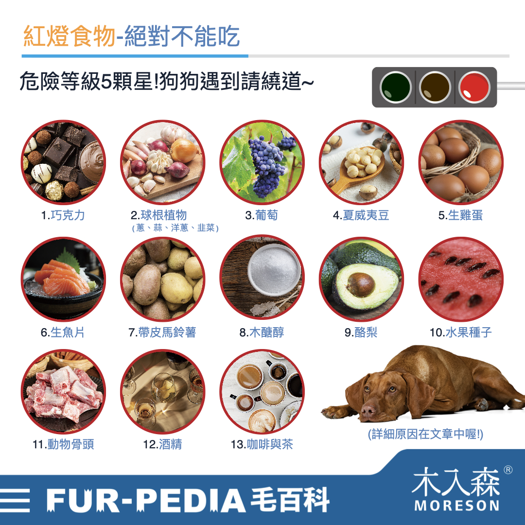 狗狗能吃什麼?不能吃什麼?常見的37種食物大公開! 狗狗能吃什麼?不能吃什麼?常見的37種食物大公開!