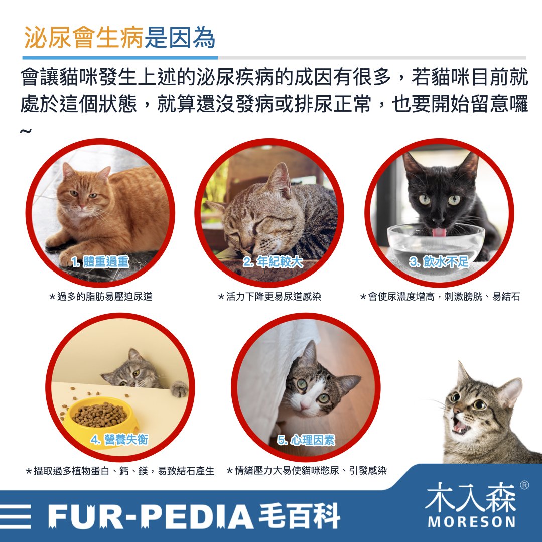 發現貓咪尿不出來?用這「5」個步驟判斷原因、症狀、預防復發方法。 發現貓咪尿不出來?用這「5」個步驟判斷原因、症狀、預防復發方法。