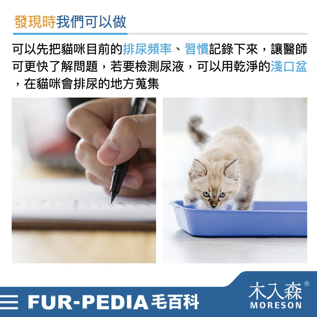發現貓咪尿不出來?用這「5」個步驟判斷原因、症狀、預防復發方法。 發現貓咪尿不出來?用這「5」個步驟判斷原因、症狀、預防復發方法。