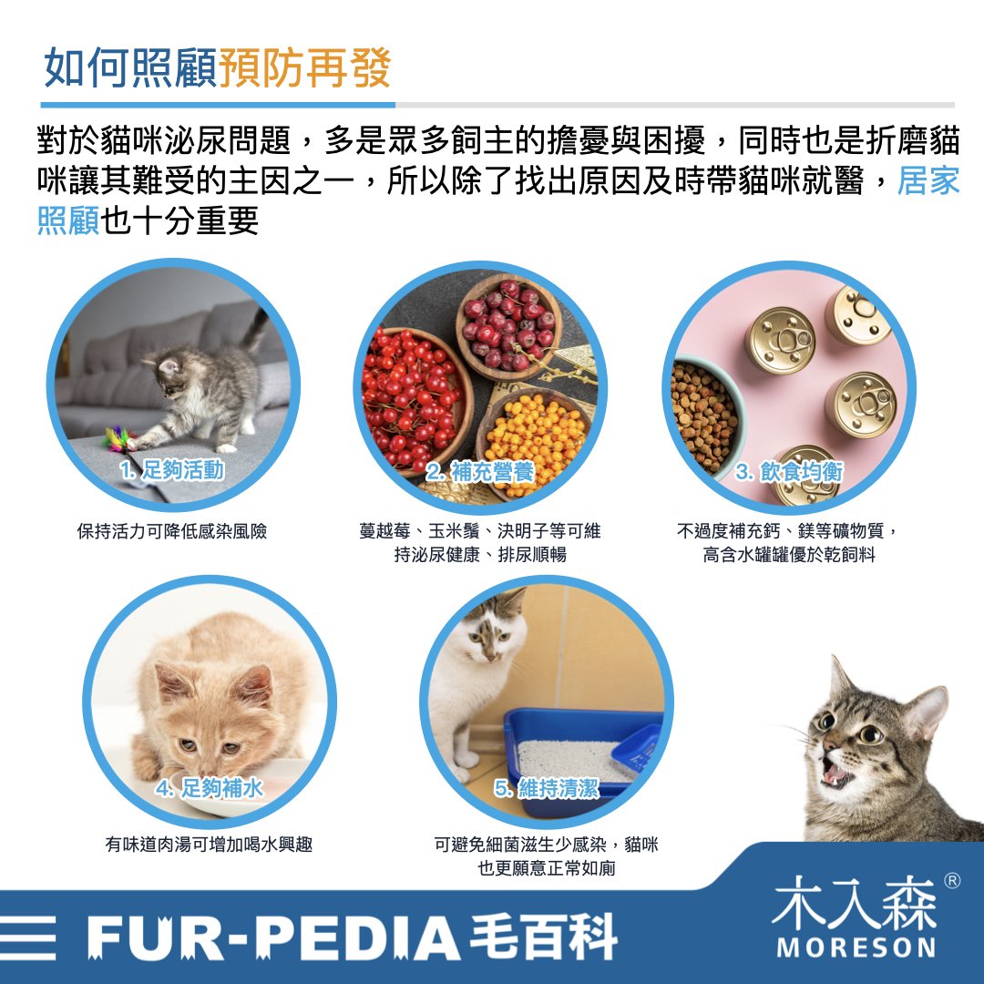 發現貓咪尿不出來?用這「5」個步驟判斷原因、症狀、預防復發方法。 發現貓咪尿不出來?用這「5」個步驟判斷原因、症狀、預防復發方法。