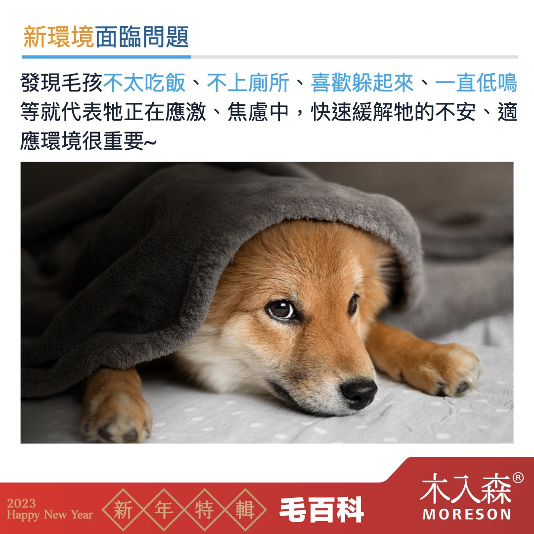 犬貓適應新環境,容易面臨的問題 犬貓適應新環境,容易面臨的問題