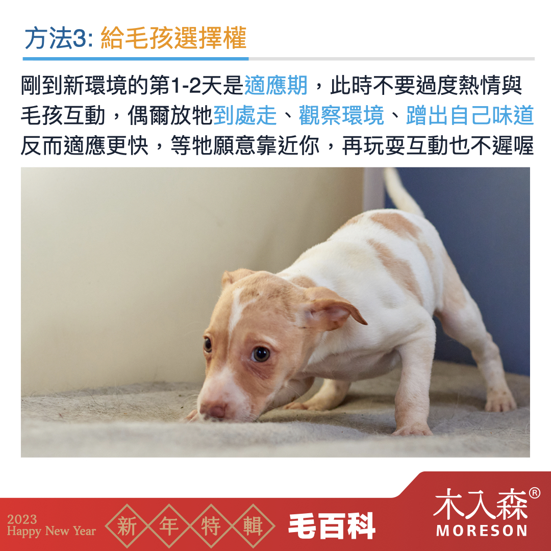 犬貓適應新環境,容易面臨的問題
犬貓適應新環境,容易面臨的問題