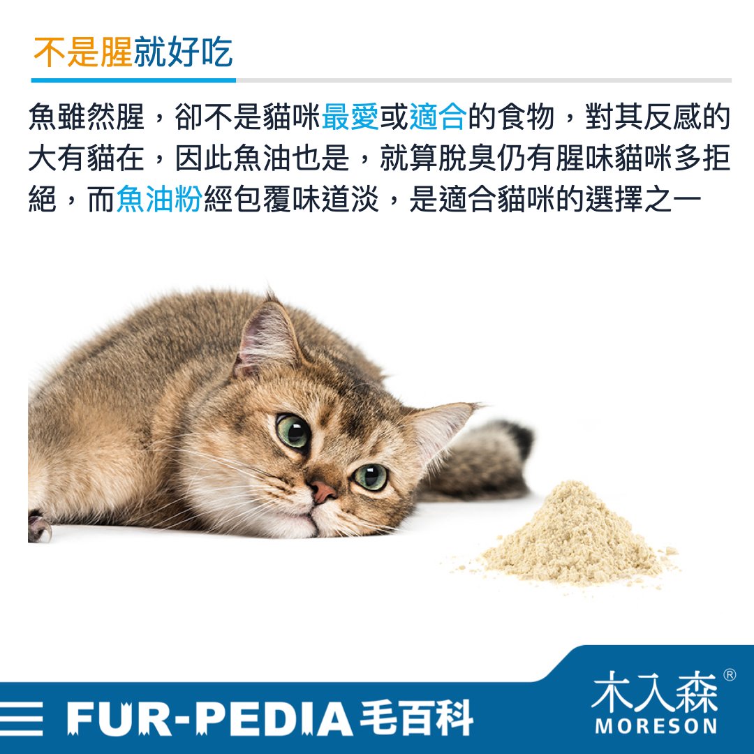 貓咪可以吃魚嗎 貓咪可以吃魚嗎