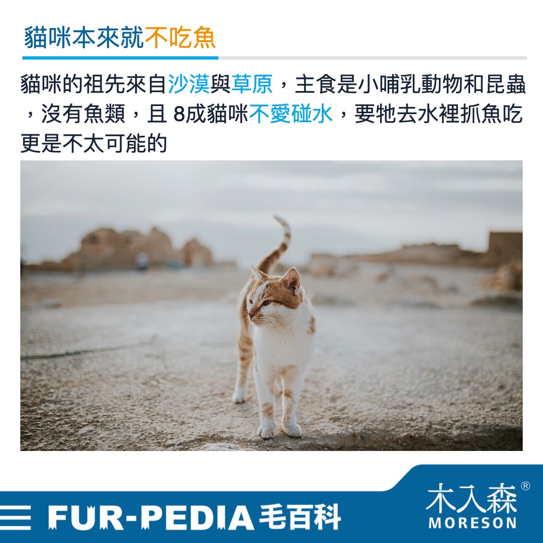 貓咪可以吃魚嗎 貓咪可以吃魚嗎