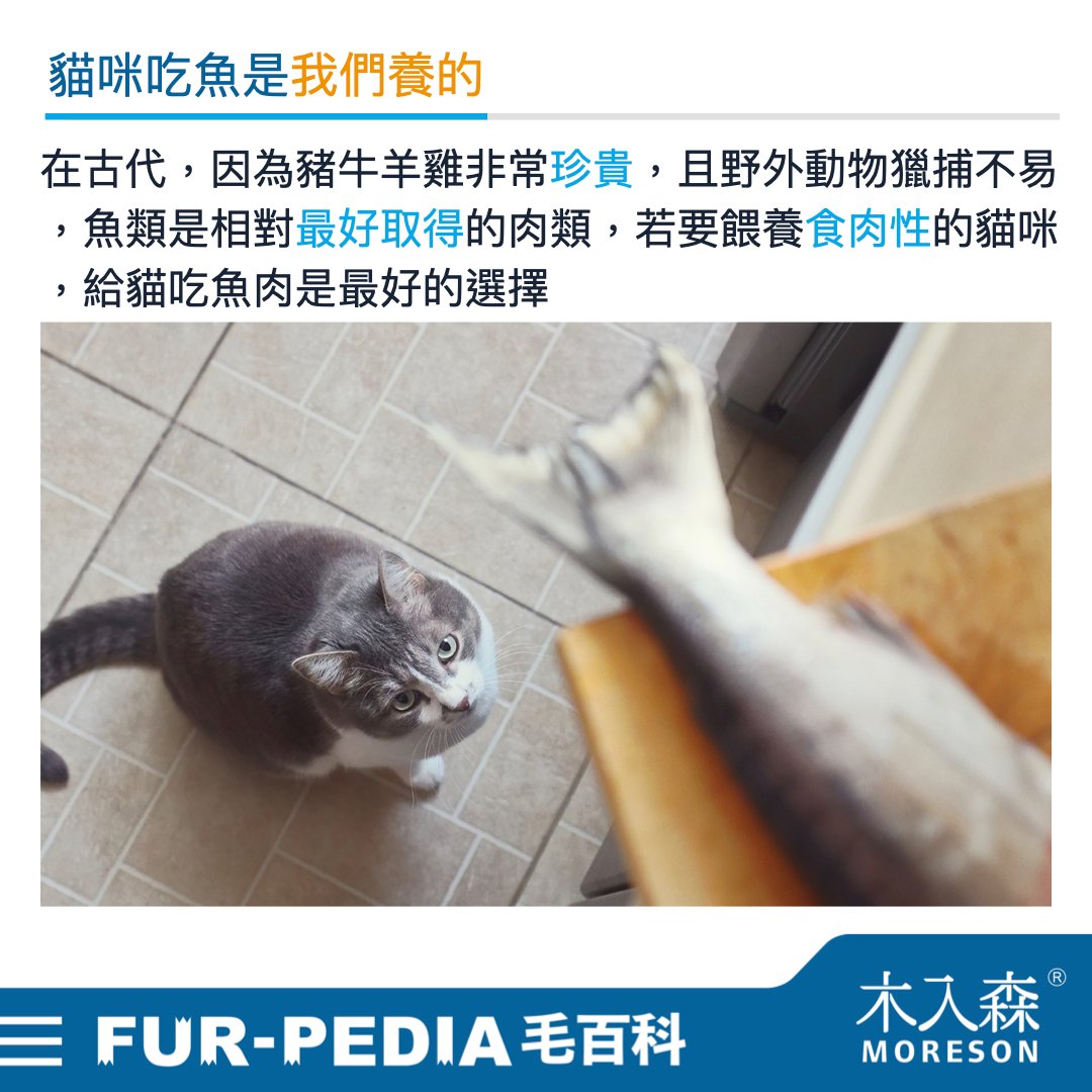 貓咪可以吃魚嗎 貓咪可以吃魚嗎