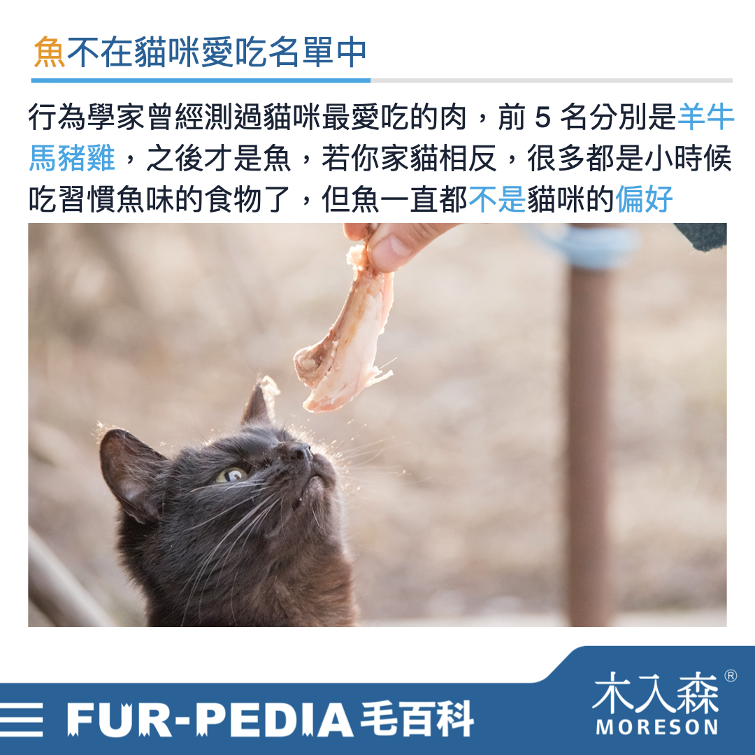 貓咪可以吃魚嗎 貓咪可以吃魚嗎