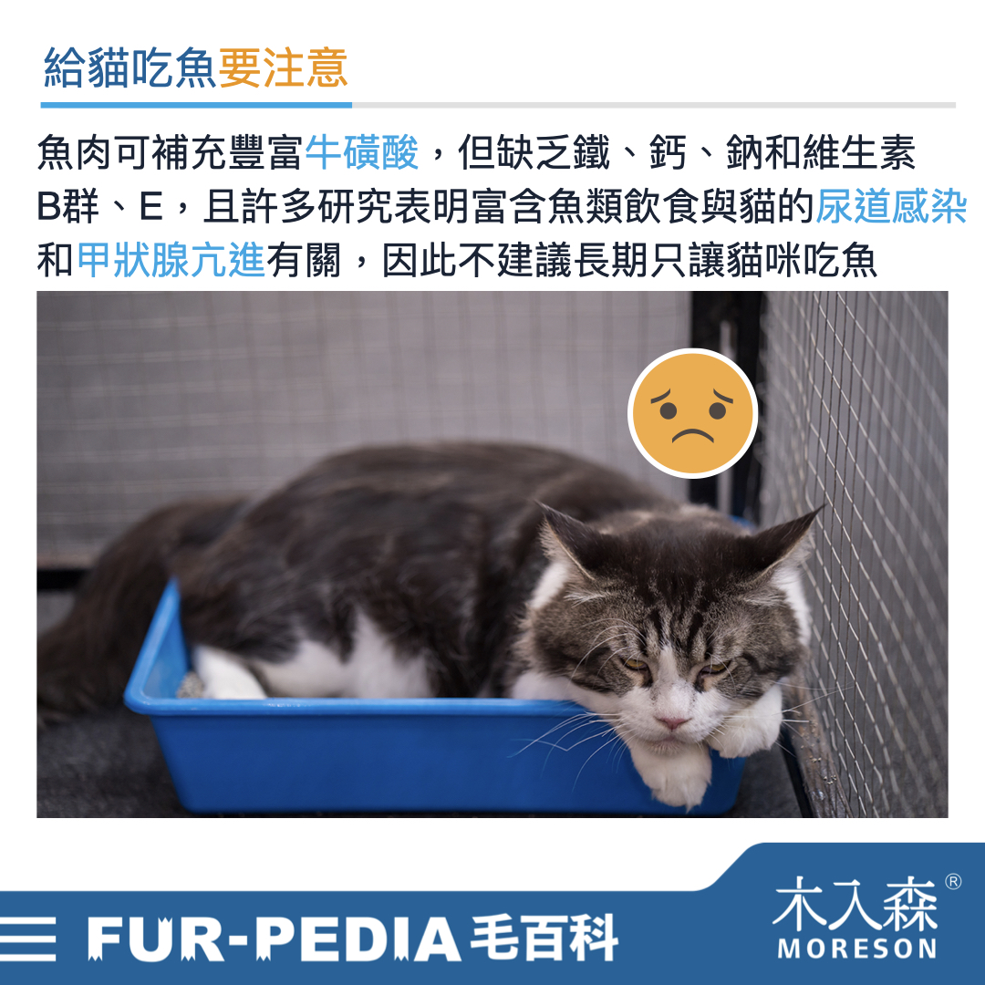 貓咪可以吃魚嗎 貓咪可以吃魚嗎