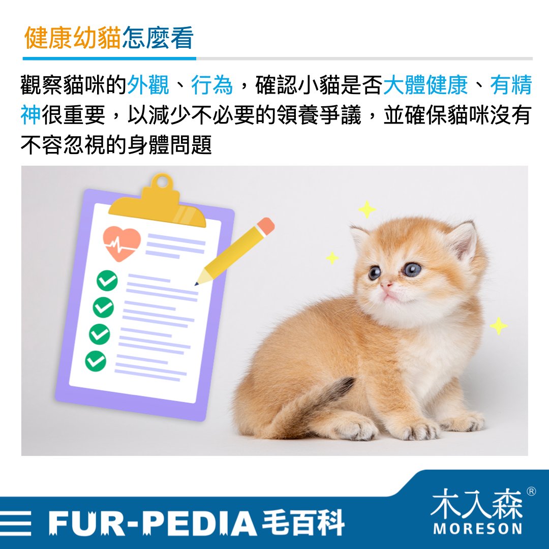 新手大戰幼貓!《幼貓教戰守則》新手養貓必看攻略! 新手大戰幼貓!《幼貓教戰守則》新手養貓必看攻略!