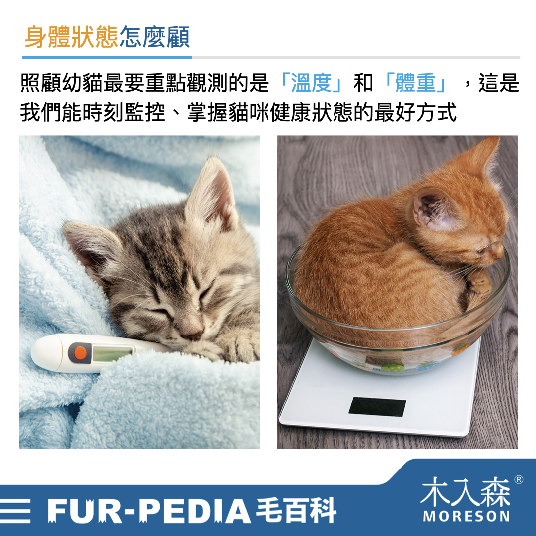 新手大戰幼貓!《幼貓教戰守則》新手養貓必看攻略! 新手大戰幼貓!《幼貓教戰守則》新手養貓必看攻略!