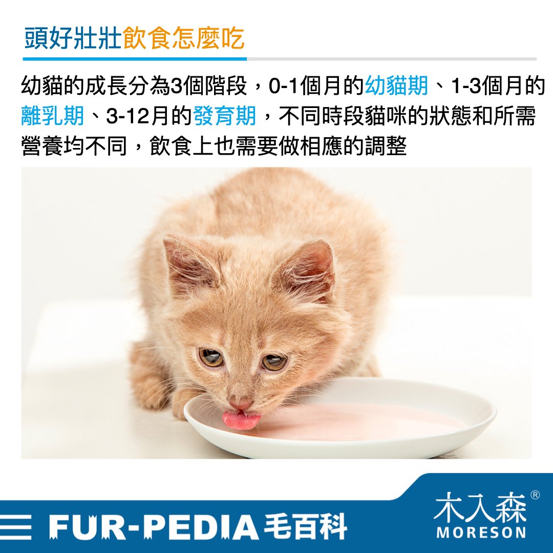 新手大戰幼貓!《幼貓教戰守則》新手養貓必看攻略! 新手大戰幼貓!《幼貓教戰守則》新手養貓必看攻略!