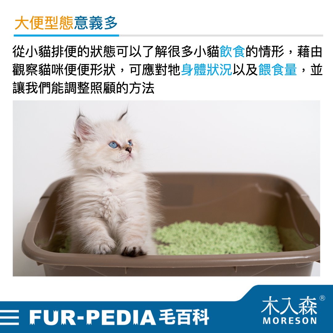 新手大戰幼貓!《幼貓教戰守則》新手養貓必看攻略! 新手大戰幼貓!《幼貓教戰守則》新手養貓必看攻略!