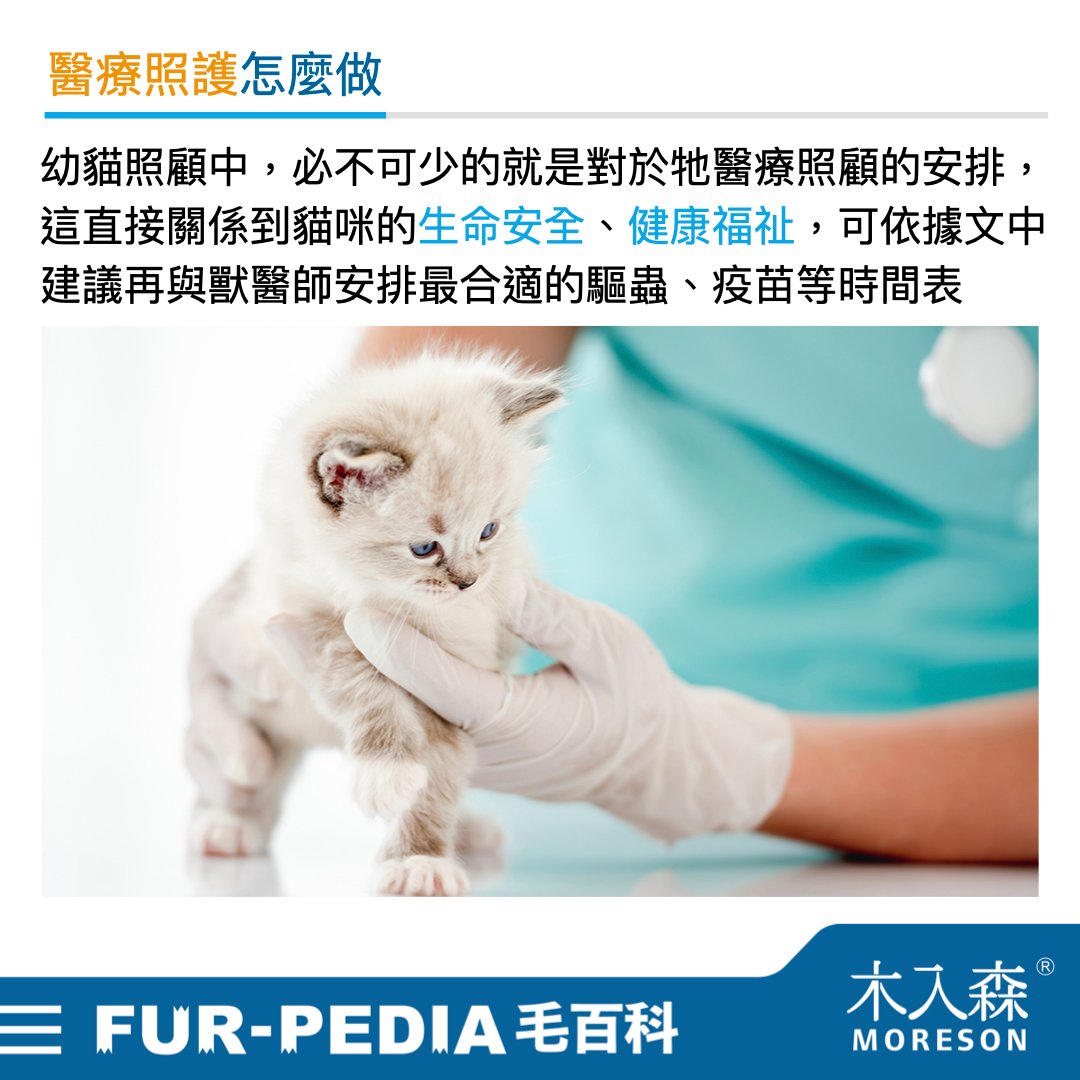 新手大戰幼貓!《幼貓教戰守則》新手養貓必看攻略! 新手大戰幼貓!《幼貓教戰守則》新手養貓必看攻略!