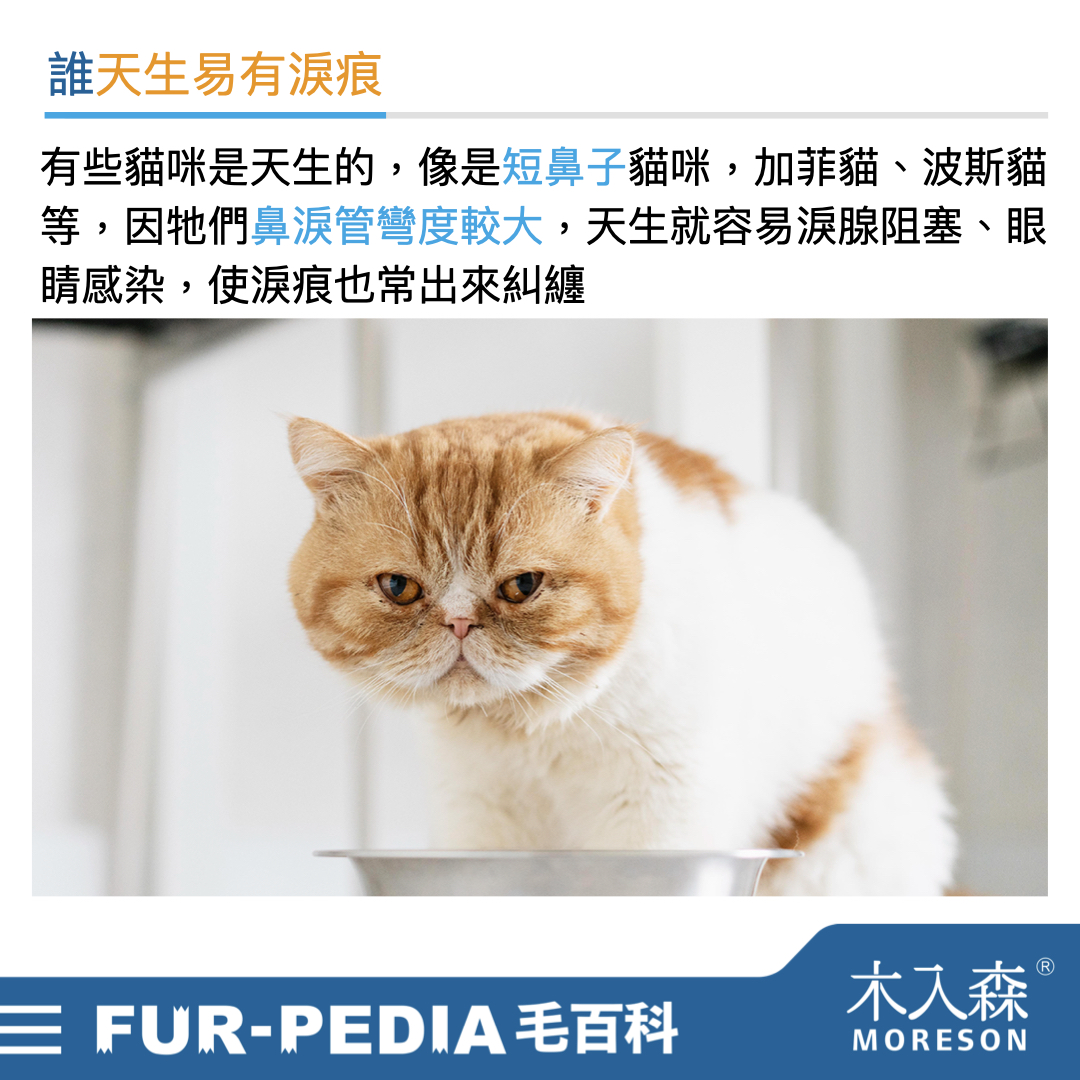 貓咪淚痕完全打擊!清潔淚痕,推薦飼主先做好這「4」件事 貓咪淚痕完全打擊!清潔淚痕,推薦飼主先做好這「4」件事