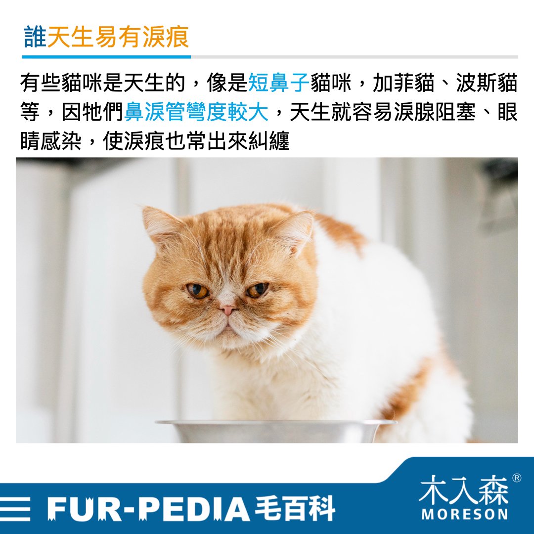 貓咪淚痕完全打擊!清潔淚痕,推薦飼主先做好這「4」件事 貓咪淚痕完全打擊!清潔淚痕,推薦飼主先做好這「4」件事