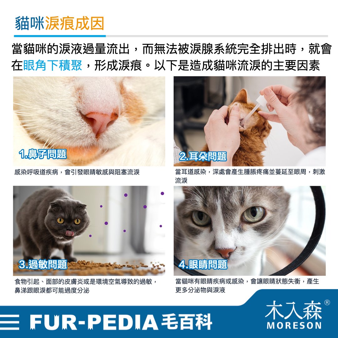 貓咪淚痕完全打擊!清潔淚痕,推薦飼主先做好這「4」件事 貓咪淚痕完全打擊!清潔淚痕,推薦飼主先做好這「4」件事
